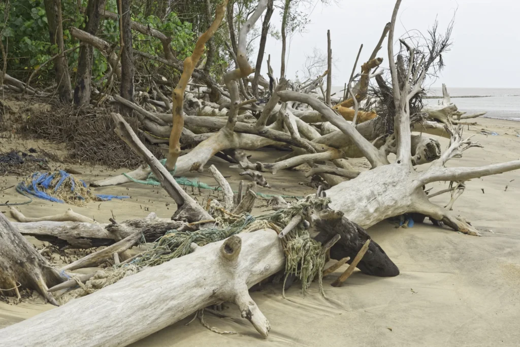 Cleanup from Storm Damage