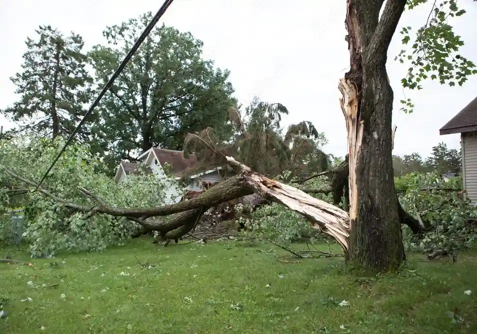 Emergency Tree Services