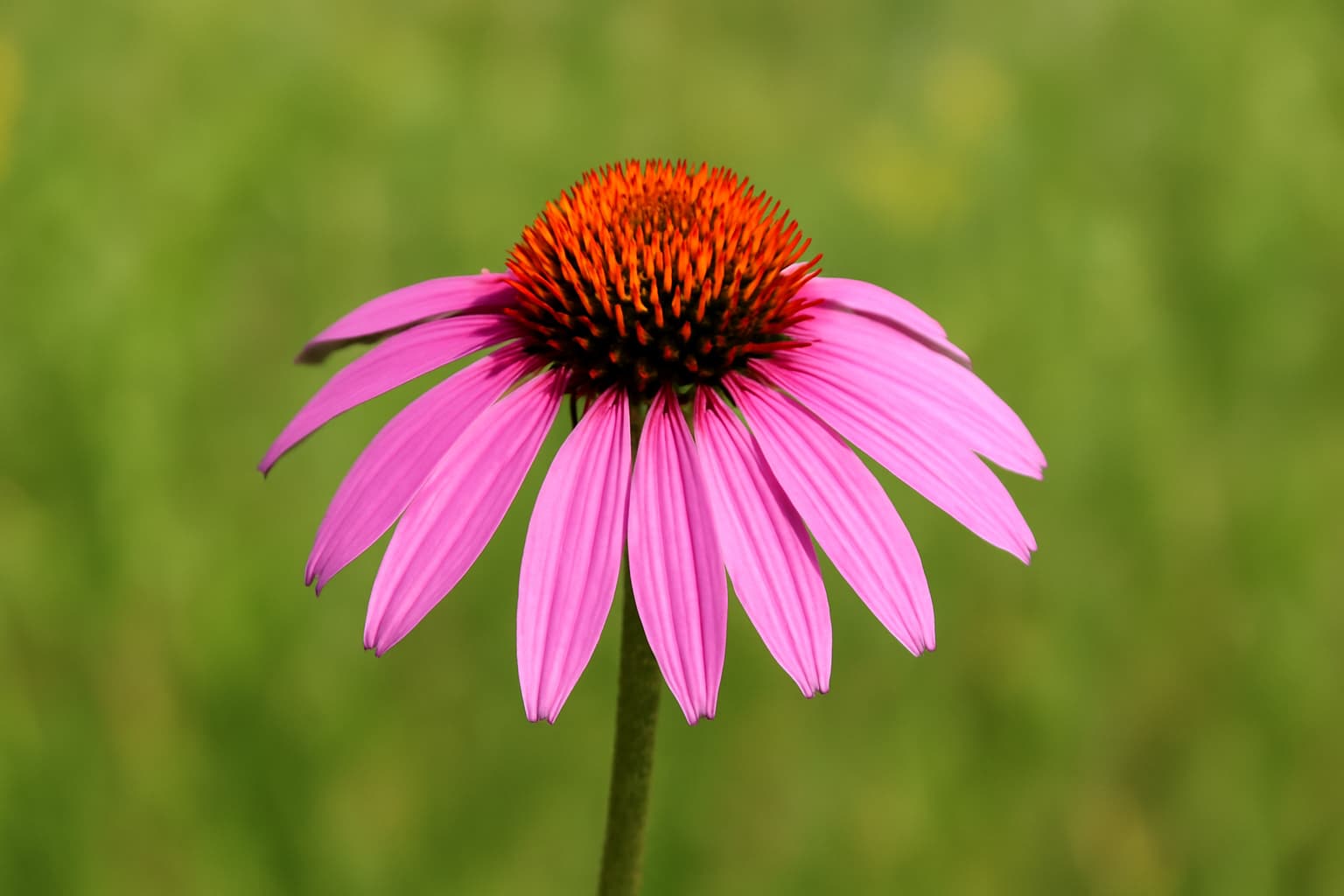 Majestic Tree Services New Brighton