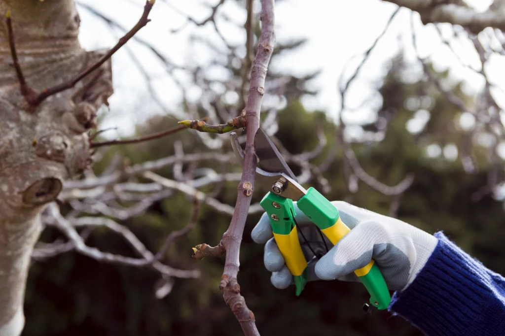 Tree Cutting Trimming Pruning