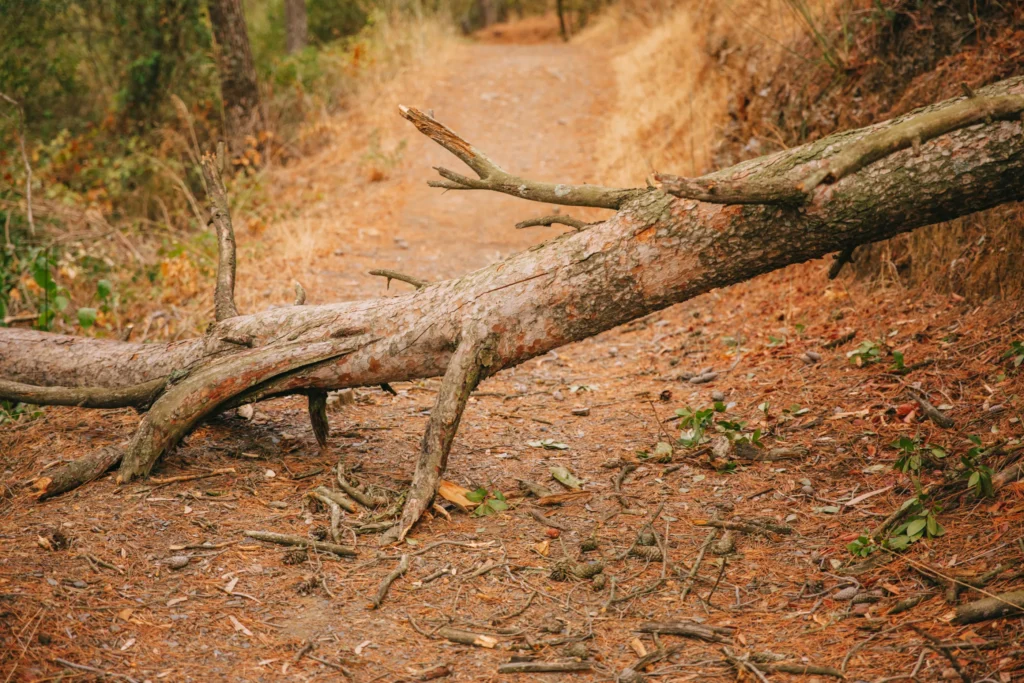 Tree Services for Emergency Situations