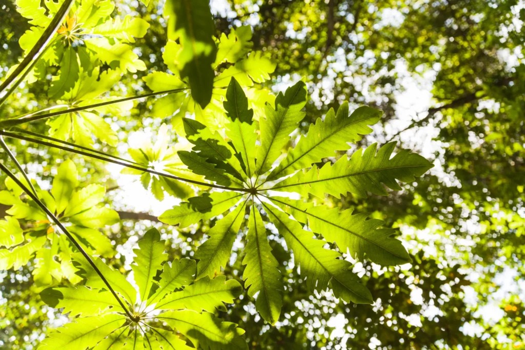 Tree services Guide New Birghton