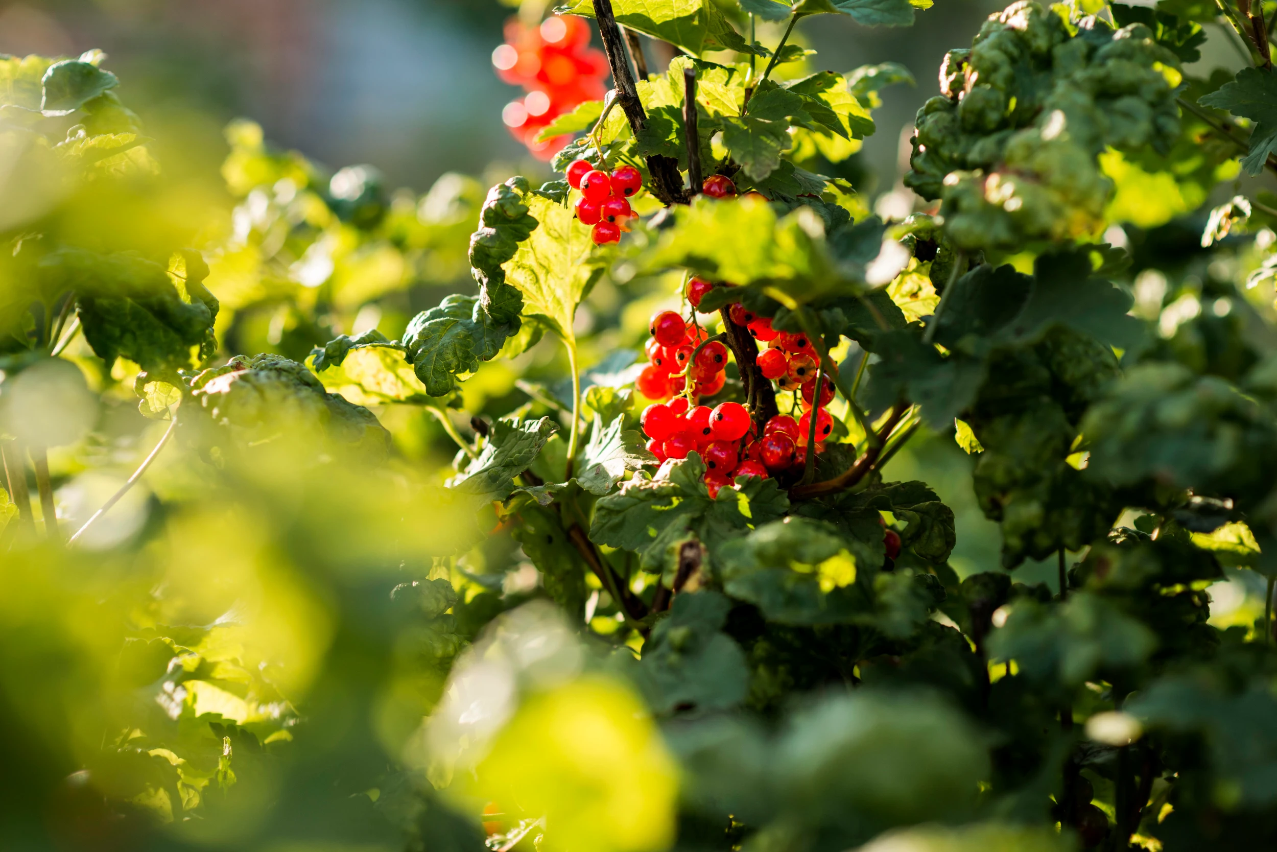 important of tree pruning new brighton