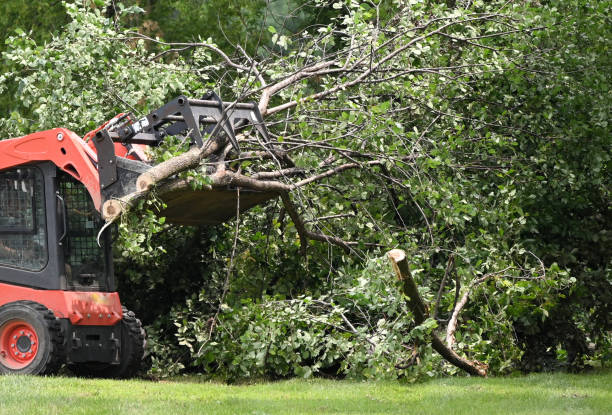 Emergency Tree Services new brighton