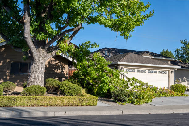 Emergency Tree Services new brighton