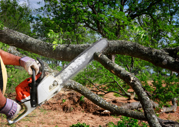 tree cutting new brighton