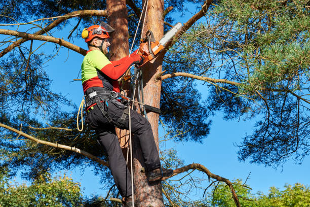 tree pruning new brighton