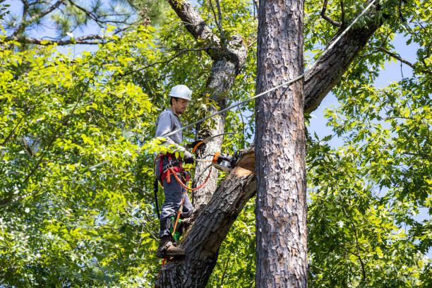 tree trimming new brighton