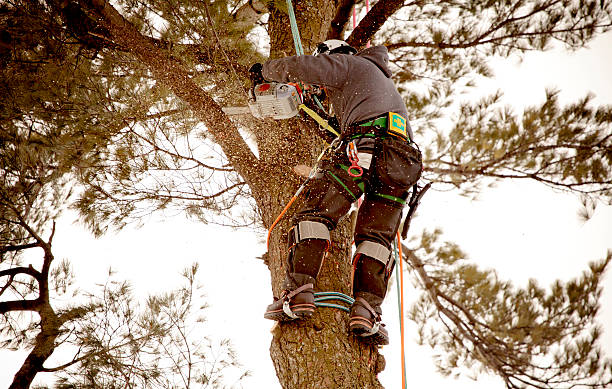 tree trimming new brighton